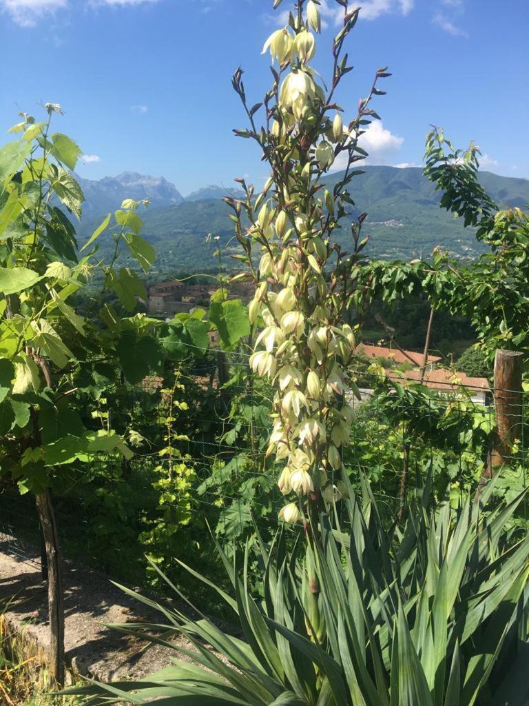 Casa VACANZE ROLANDO Castiglione di Garfagnana Esterno foto